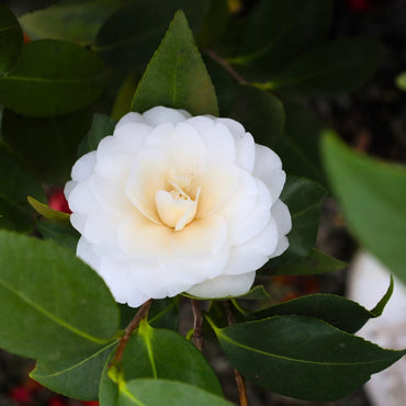 Burgundy White Camellia Flower seeds for Planting - Sun Loving, Heirloom & GMO Free Seeds for Home Garden