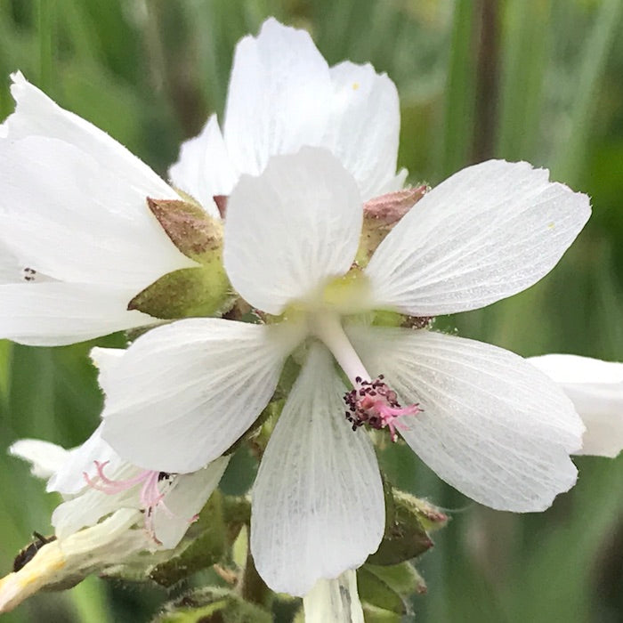 White Checkermallow Flower Seeds for Planting