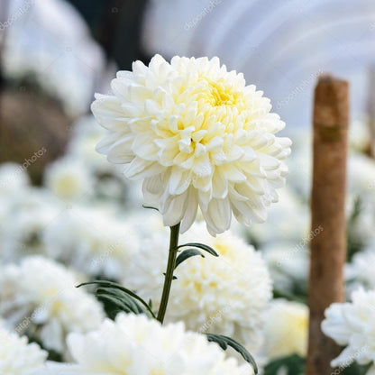 白菊カリナタム花の種まき用 - 香り高い花、伝統種・遺伝子組み換えなしの家庭菜園用種子