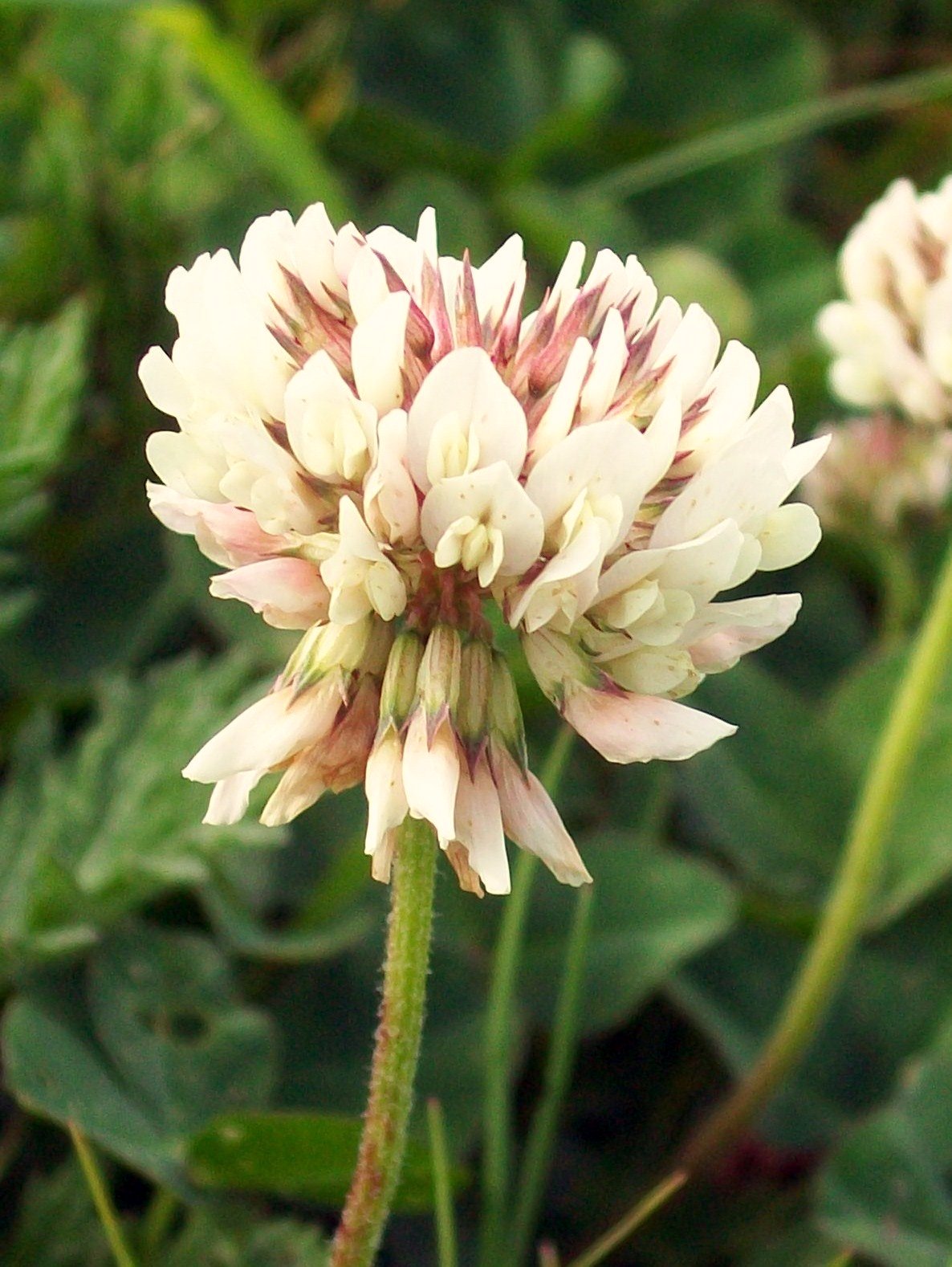 White Clover Lawn Seeds for Sustainable Gardening