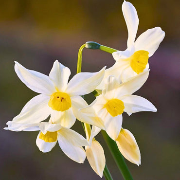 Jonquil Flower seeds for Planting - Easy to Grow, Heirloom & GMO Free Seeds for Home Garden