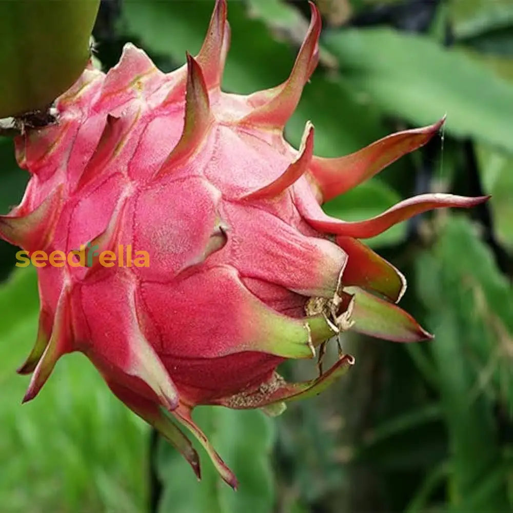 White Dragon Fruit Planting Seeds Exotic Tropical Fruit Seeds For Home Gardening And Thriving Edible Landscapes heirloom non-gmo organic garden seeds