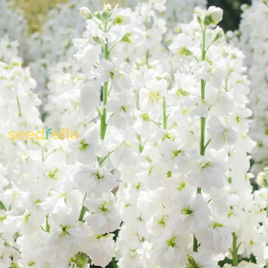 White Evening Stock Flower Planting For Lush Blooms In Your Garden  Seeds Stunning Nighttime