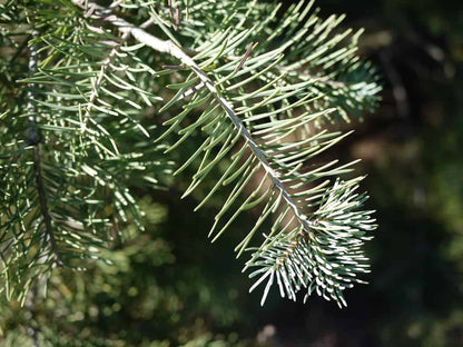White Fir tree grown from Abies Concolor seeds in natural landscape.