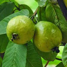 Guava Fruit Tree (Psidium guajava) Shrub Seeds – White Flowers & Edible Fruit
