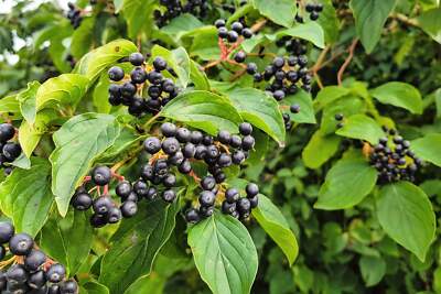 Black Chokeberry (Aronia melanocarpa) Fruit Shrub Seeds – White Flowering Berry Bush