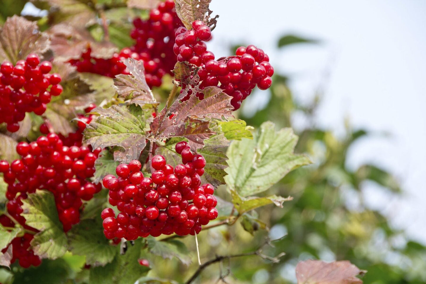 American Highbush Cranberry (Viburnum trilobum) – Red Fruit, White Flower Shrub Seeds