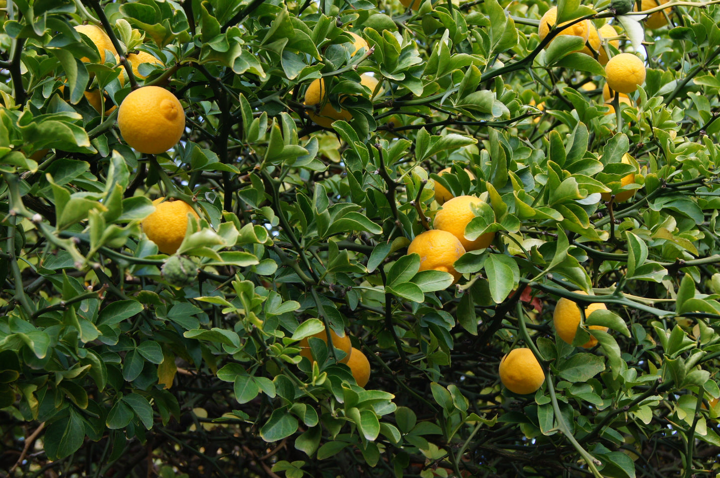 Hardy Orange Tree (Citrus trifoliata / Poncirus trifoliata) Fruit Tree White Flower Seeds