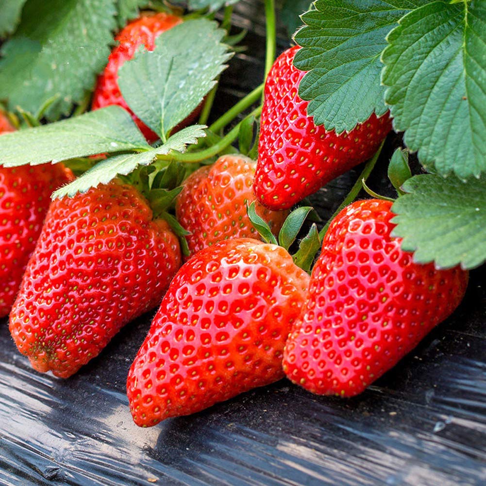 Giant Strawberry (Fragaria spp.) June Bearing Huge Red Berry Fruit White Flower Seeds