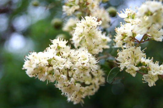 White Flowering Henna Tree Lawsonia Inermis Var. Alba Dye Plant Tattoo Flower Seeds heirloom non-gmo organic garden seeds