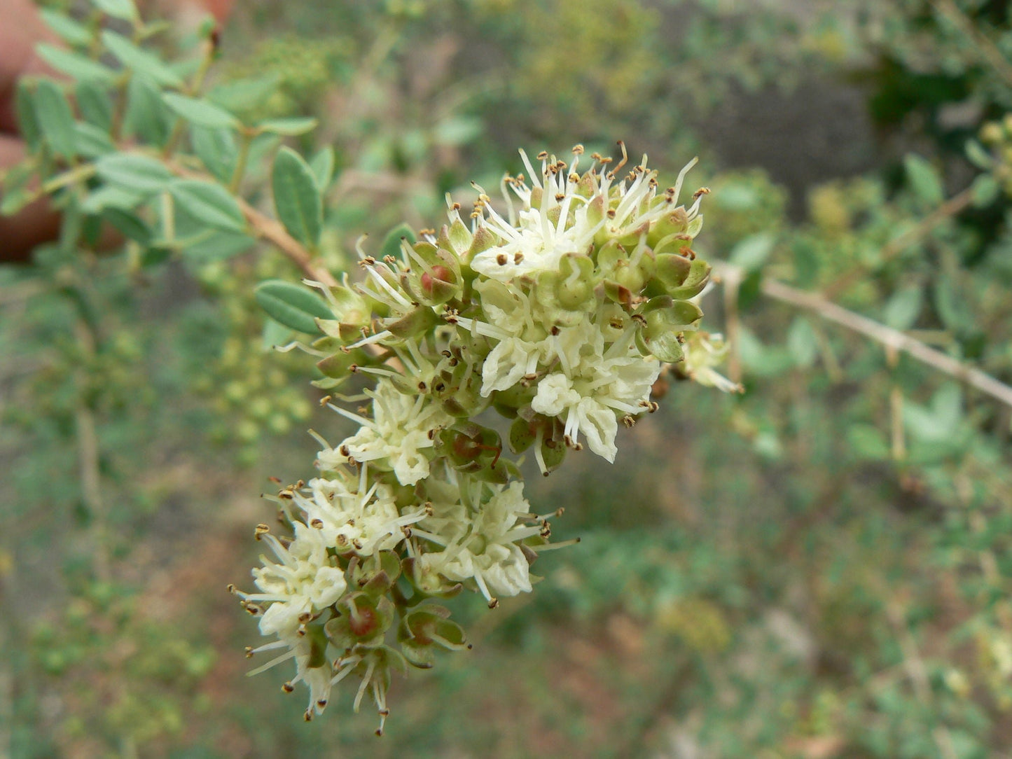 白花ヘナの木（Lawsonia inermis var. Alba）染料植物 刺青用花の種