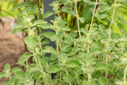 White Horehound Marrubium Vulgare heirloom non-gmo organic garden seeds