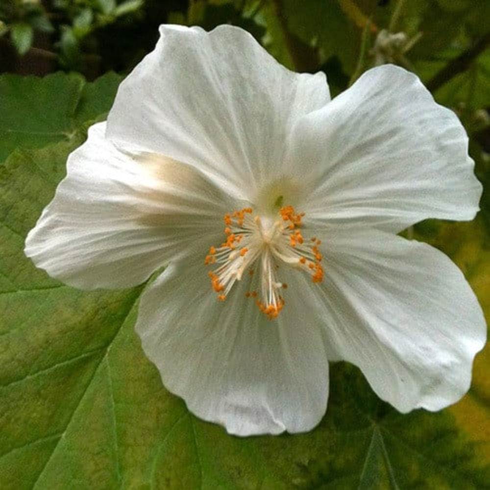 White Lovely Abutilon Flower Seeds for planting