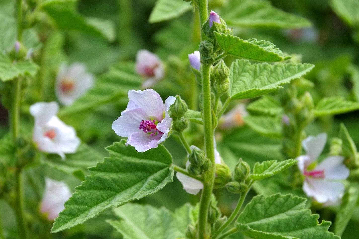 White Marshmallow (Althaea officinalis) Flower Seeds