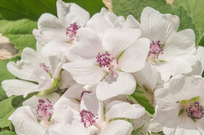 White Marshmallow Althaea Officinalis Flower Seeds heirloom non-gmo organic garden seeds