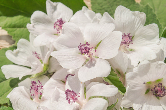 White Marshmallow Althaea Officinalis Flower Seeds heirloom non-gmo organic garden seeds