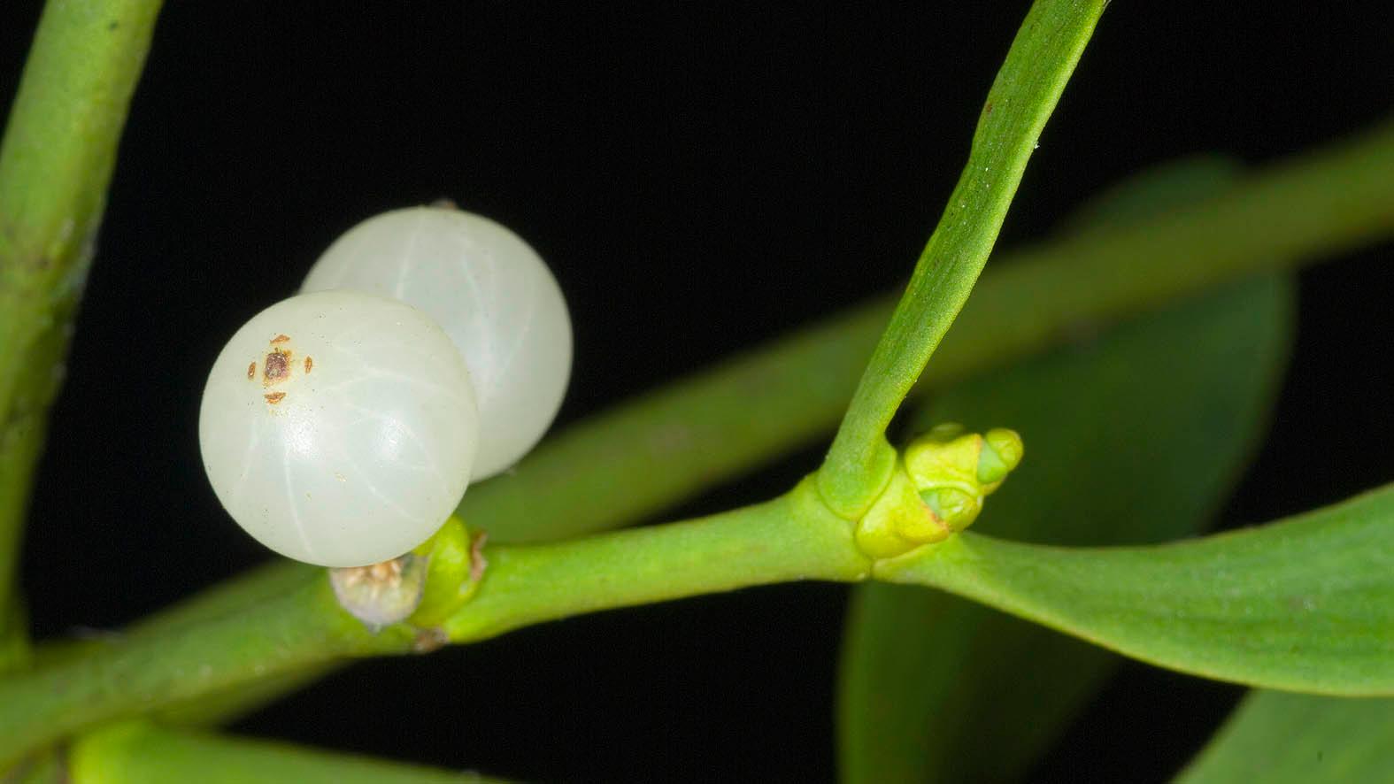 White Mistletoe Plant Seeds For Planting Seed For Enchanting Holiday Decor In Your Garden Or Home heirloom non-gmo organic garden seeds