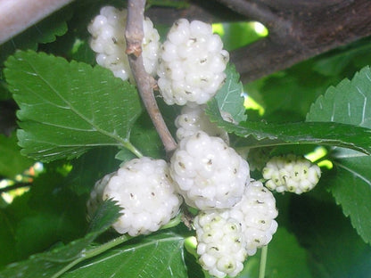 Morus Alba White Mulberry Tree Seeds
