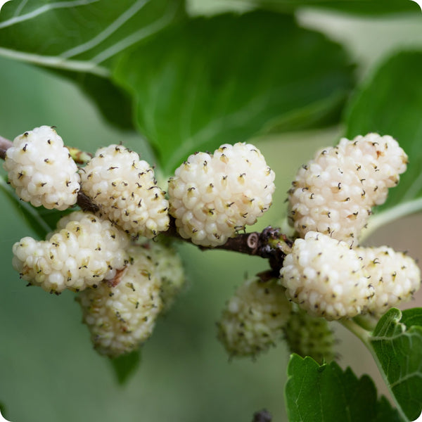 White Mulberry Morus Alba Seeds heirloom non-gmo organic garden seeds
