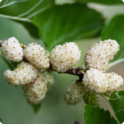White Mulberry Morus Alba Seeds heirloom non-gmo organic garden seeds