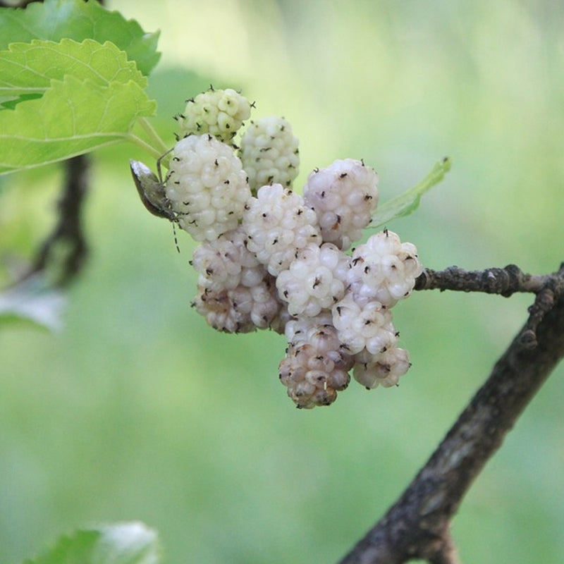Morus Alba White Mulberry Tree Seeds heirloom non-gmo organic garden seeds
