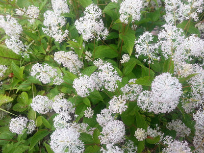 White New Jersey Tea Ceanothus Americanus Hummingbird Flower Shrub Seeds heirloom non-gmo organic garden seeds