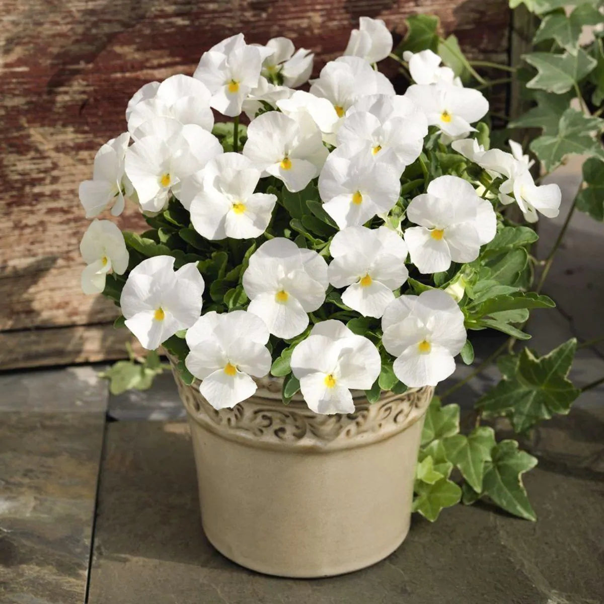 White Pansy Flower seeds for Planting - Compact Growth, Heirloom & GMO Free Seeds for Home Garden
 
 Sale for planting in home garden