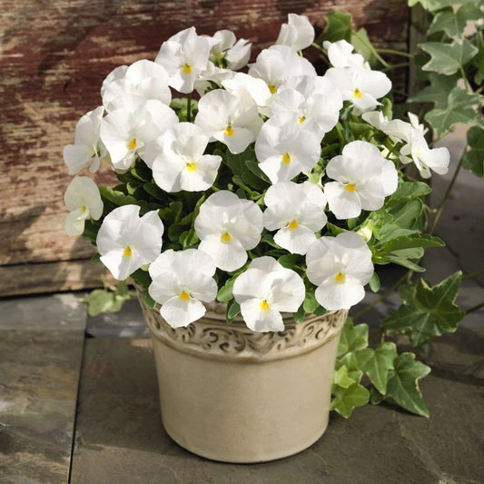 White Pansy Flower seeds for Planting - Compact Growth, Heirloom & GMO Free Seeds for Home Garden
 
 Sale for planting in home garden