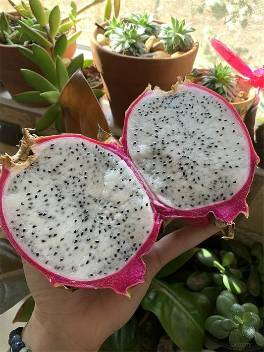 White Pitaya Seeds – Hylocereus Undulatus Britt Dragon Fruit Seeds heirloom non-gmo organic garden seeds