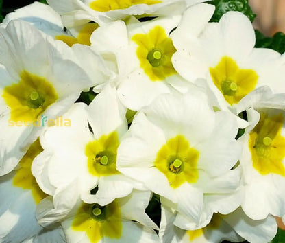 White Primrose Flower Seeds for Planting