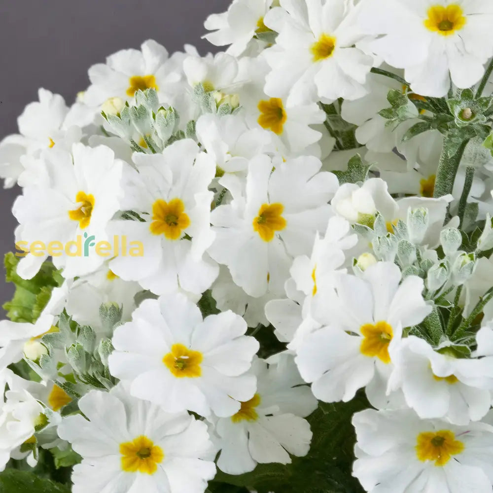 White Primrose Flower Seeds For Planting heirloom non-gmo organic garden seeds