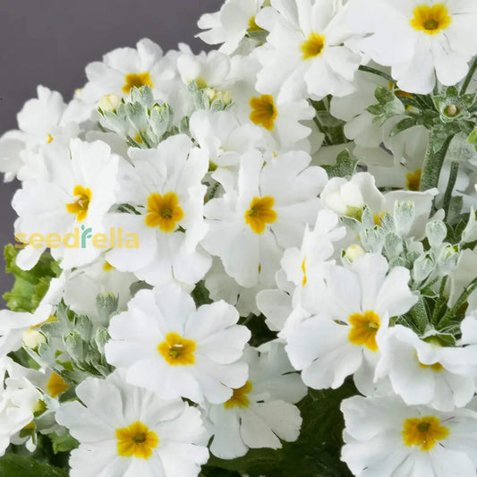 White Primrose Flower Seeds For Planting heirloom non-gmo organic garden seeds