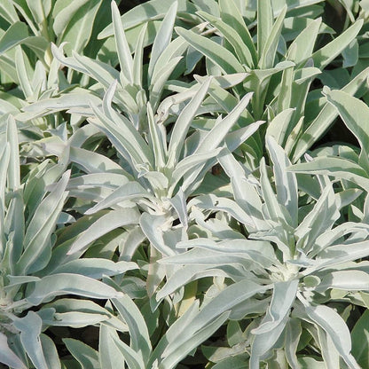 White Sage Salvia Seeds – Drought-Tolerant, Deer-Resistant Perennial Herb