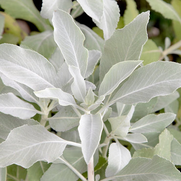 Semi di Salvia Bianca