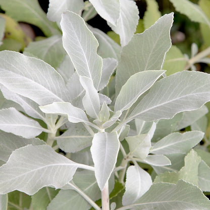 White Sage Herb Seeds