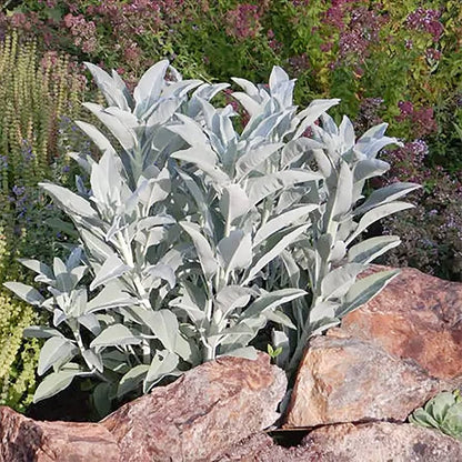 Sacred California White Sage (Salvia apiana) Shrub Silver Foliage Native Smudge Seeds