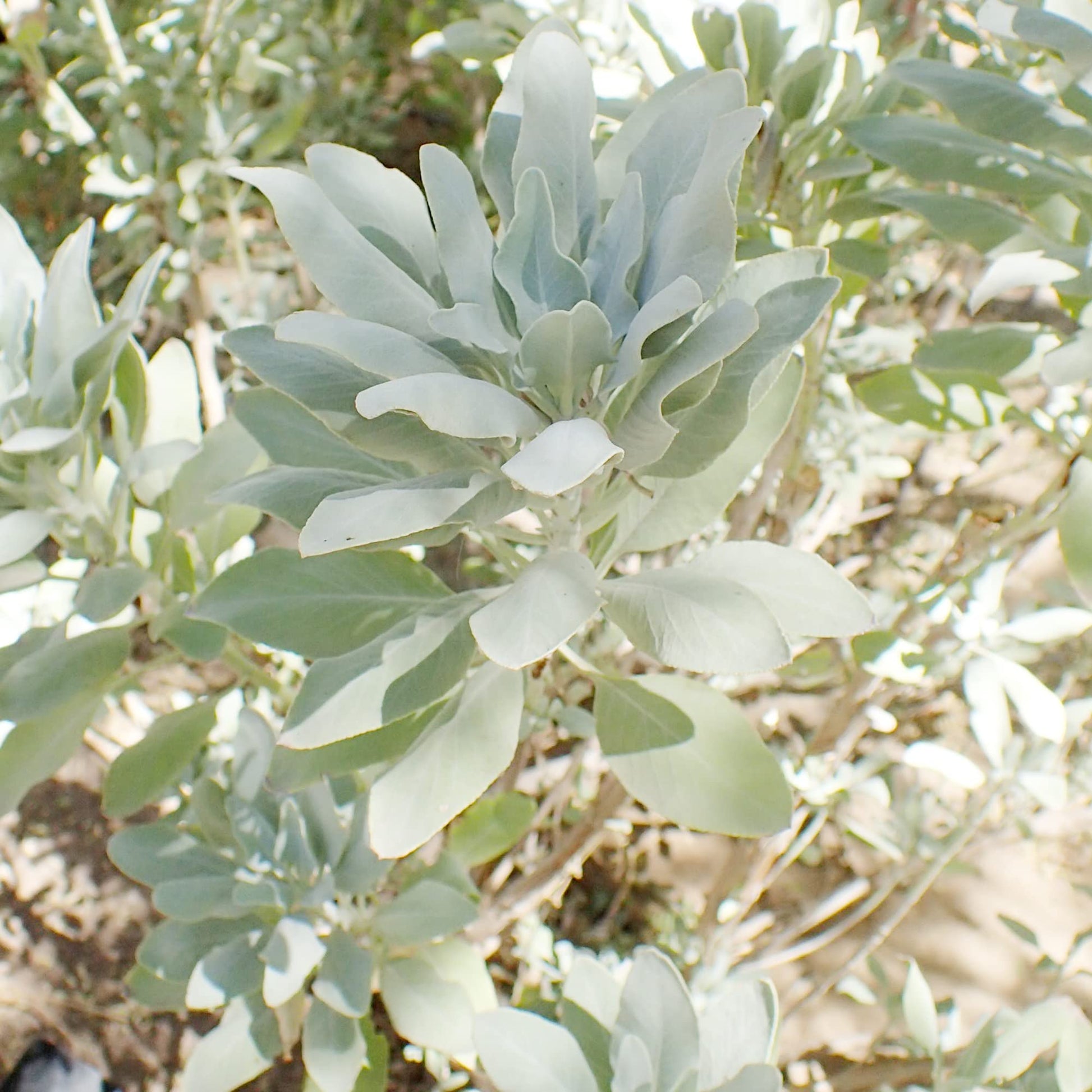 White Sage Salvia Seeds – Drought Tolerant, Deer Resistant Perennial Herb heirloom non-gmo organic garden seeds