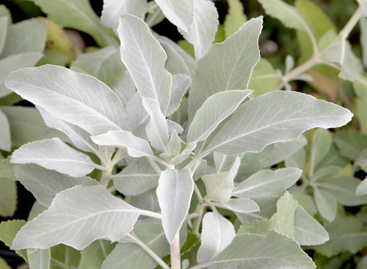 Sacred California White Sage Salvia Apiana Shrub Silver Foliage Native Smudge Seeds heirloom non-gmo organic garden seeds