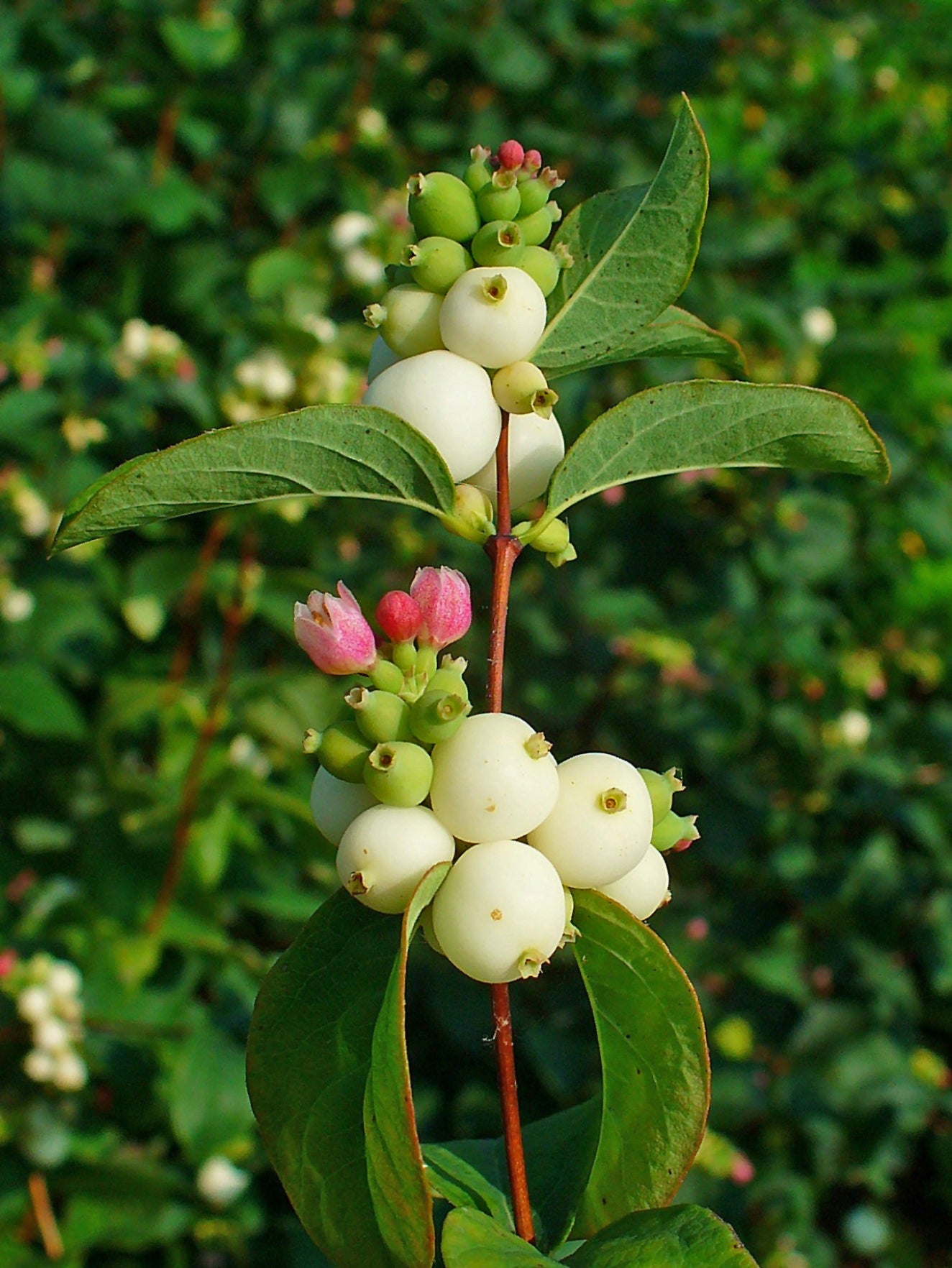 Gemeine Schneebeere - Weiße Beeren & Rosa Blüten (Symphoricarpos Alba) Strauchsamen