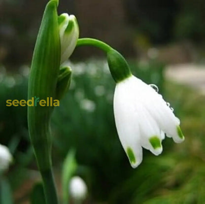 White Snowdrop Flower Planting - Seed For Elegant Early Spring Blooms In Your Garden Seeds
