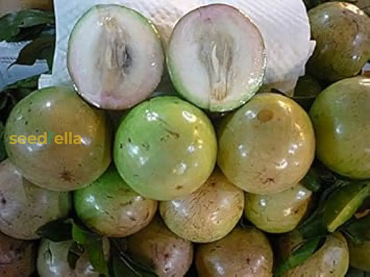 White Chrysophyllum Cainito Seeds For Planting Grow Delicious Star Apples heirloom non-gmo organic garden seeds