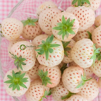 White Soul Strawberry (Fragaria vesca) Fruit Flower Berry Seeds