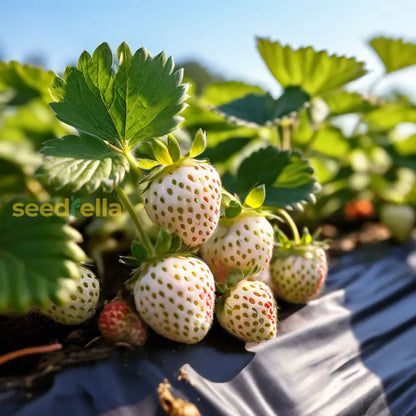 White Strawberry Planting For Edible Landscapes Seed For Fresh Garden Treats heirloom non-gmo organic garden seeds