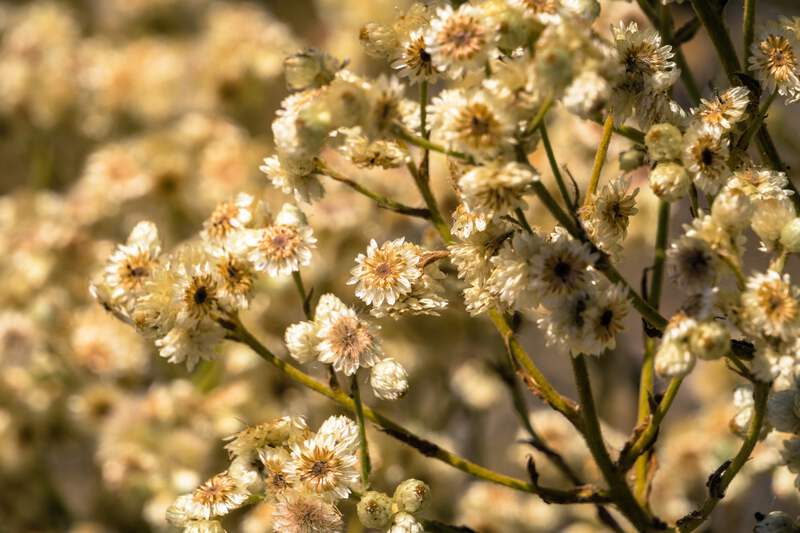White Sweet Everlasting (Gnaphalium obtusifolium) Butterfly Flower Herb Seeds