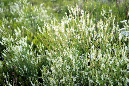 White Blossom Sweet Clover Melilotus Officinalis Var. Alba Sweetclover Honey Clover Flower Seeds heirloom non-gmo organic garden seeds
