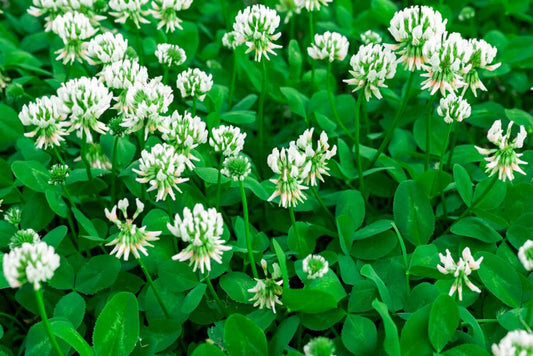 White Trifolium Repens Seeds for Planting Beautiful Lawn Alternatives