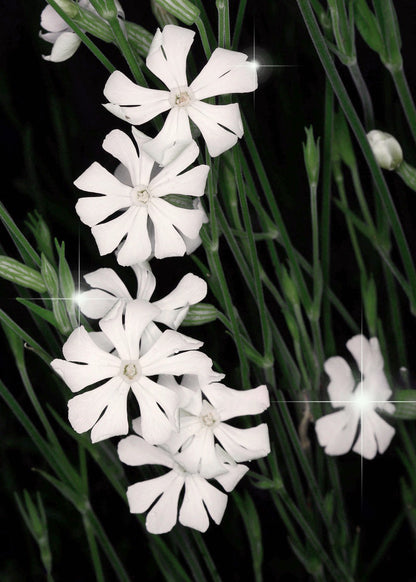 African Dream Root (Silene undulata Xhosa Herb) White Ways Campion Flower Seeds