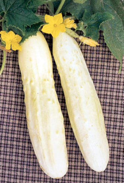 White Wonder Cucumber (Cucumis Sativus) Fruit Seeds