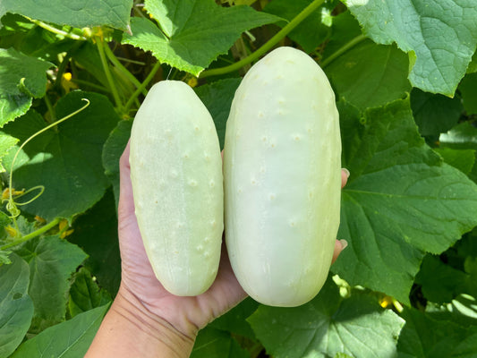 White Wonder Cucumber Cucumis Sativus Fruit Seeds heirloom non-gmo organic garden seeds