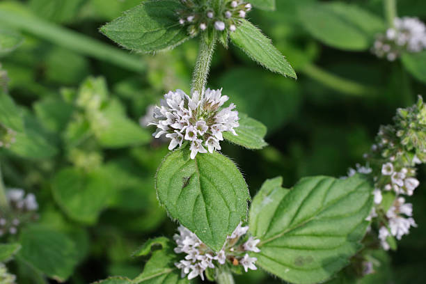 White Wood Mint (Mentha arvensis) Wild Field Herb Flower Seeds